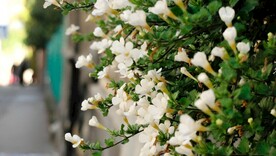 小白花