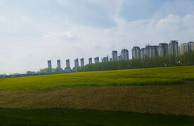 油菜花地