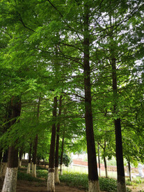 松树林