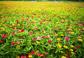 菊