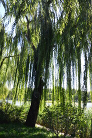 公园风景