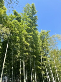 竹林