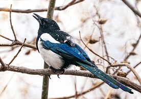 喜鹊图