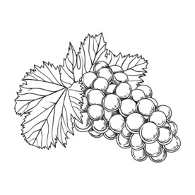 手绘葡萄填色卡