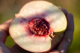 水蜜桃