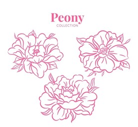 牡丹花插画