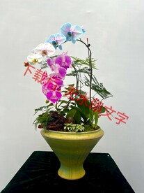 花卉盆栽组合