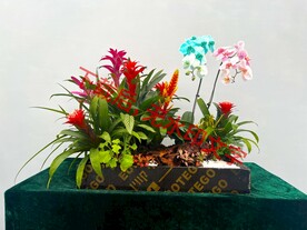 花卉盆栽组合