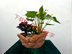 花卉盆栽组合