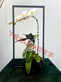 花卉盆栽组合
