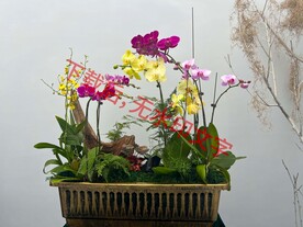 花卉盆栽组合