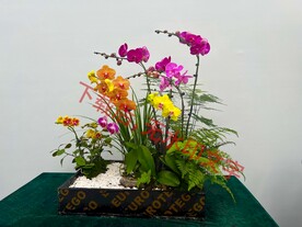 花卉盆栽组合