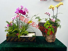 花卉盆栽组合