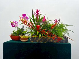 花卉盆栽组合