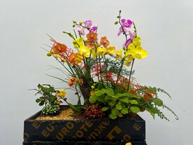花卉盆栽组合