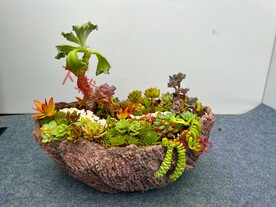 花卉盆栽组合