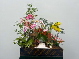 花卉盆栽组合