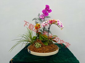 花卉盆栽组合