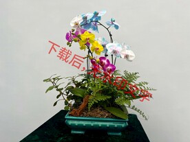 花卉盆栽组合