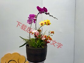 花卉盆栽组合