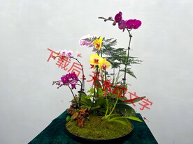  花卉盆栽组合