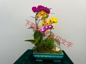 花卉盆栽组合