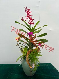 花卉盆栽组合