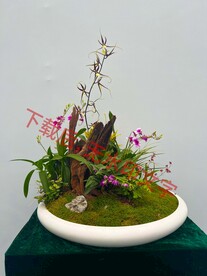 摄影：花卉