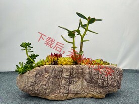 花卉盆栽组合