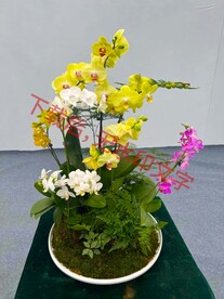 盆栽组合