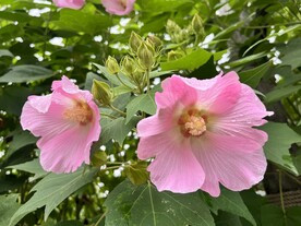 木芙蓉