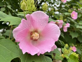木芙蓉