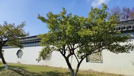 伊芦山梅园白墙灰瓦建筑梅树