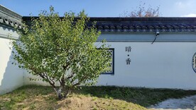 伊芦山梅园白墙灰瓦建筑梅树