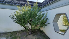 伊芦山梅园白墙灰瓦建筑梅树
