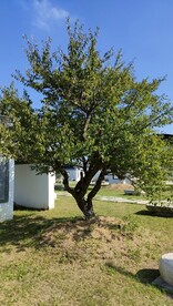 夏季伊芦山梅园白墙灰瓦建筑梅树