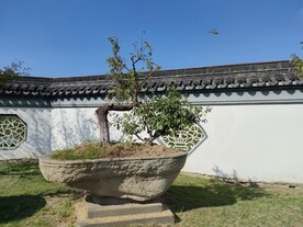 夏季伊芦山梅园景区石材花盆梅树