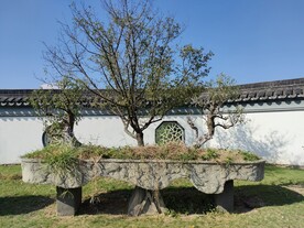 夏季伊芦山梅园景区石材花盆梅树