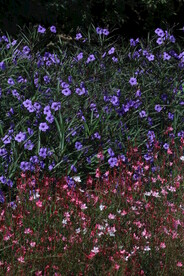 蓝花草