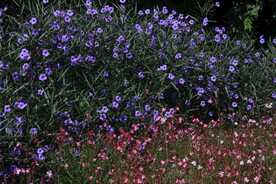 蓝花草