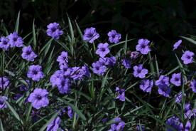 蓝花草 