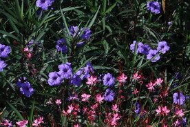 蓝花草
