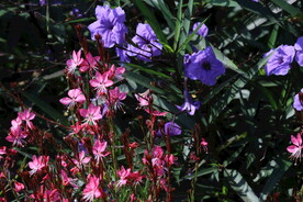 蓝花草