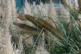 狼尾草