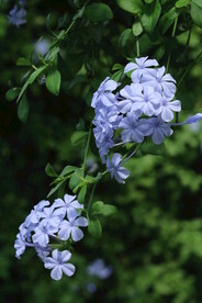 蓝雪花 