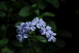 蓝雪花