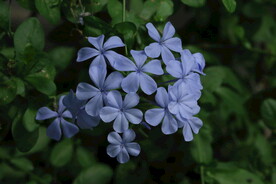 蓝雪花 