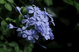 蓝雪花 