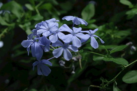 蓝雪花