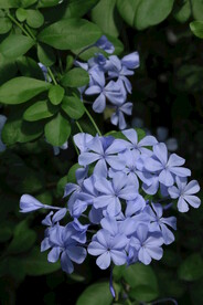 蓝雪花